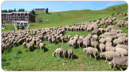 troupeau de moutons et de chèvres au Recoin