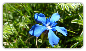 gentiane à feuilles courtes