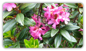 abeille sur rhododendron