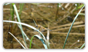 libellule au lac des Pourettes