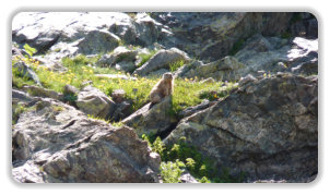 marmotte aux Van