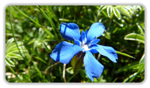 gentiane à feuilles courtes