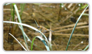 libellule au lac des Pourettes