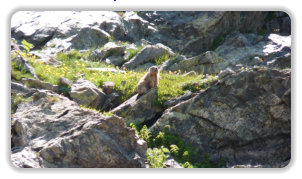 marmotte aux Van