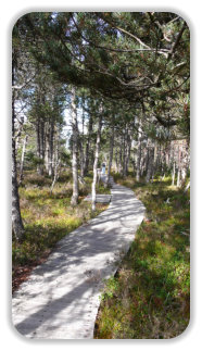 sentier découverte à la tourbière du Luitel