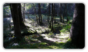 sous-bois aux Seiglières