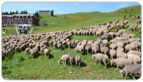 troupeau de moutons et de chèvres au Recoin