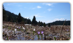 crocus au plateau de l'Arselle