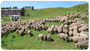 troupeau de moutons et de chèvres au Recoin