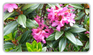 abeille sur rhododendron