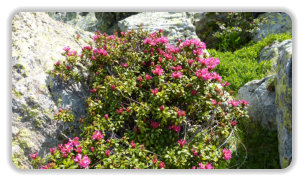 rhododendron au col de Lessine