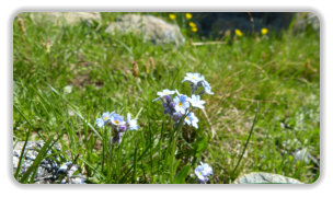 myosotis