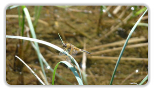 libellule au lac des Pourettes