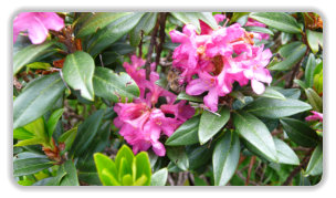 abeille sur rhododendron