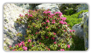 rhododendron au col de Lessine