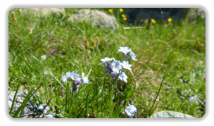 myosotis