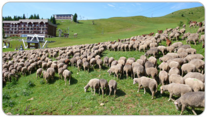 troupeau de moutons et de chèvres au Recoin